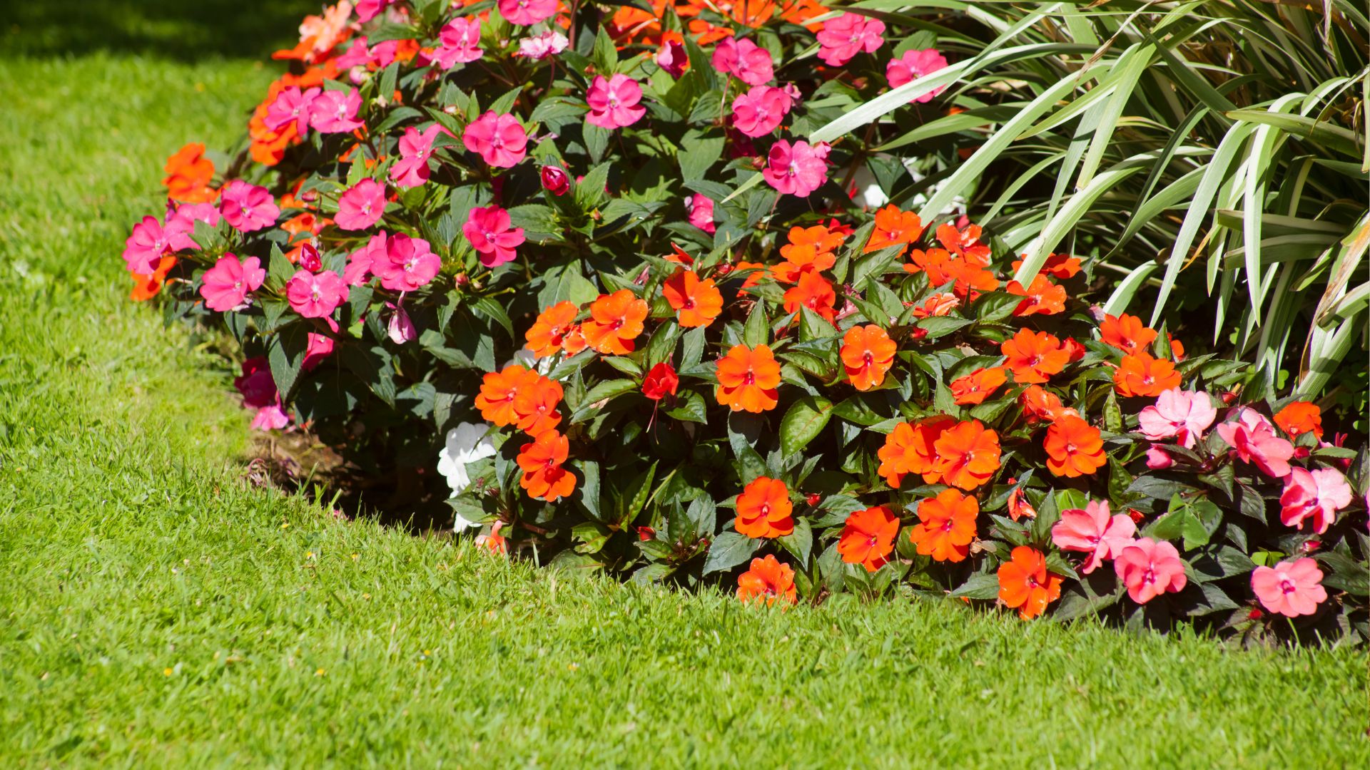 Freshly planted saplings in a wholesale nursery