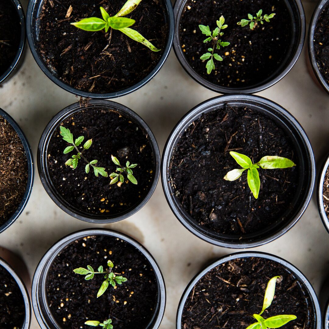 Landscaping team laying fresh sod in a garden