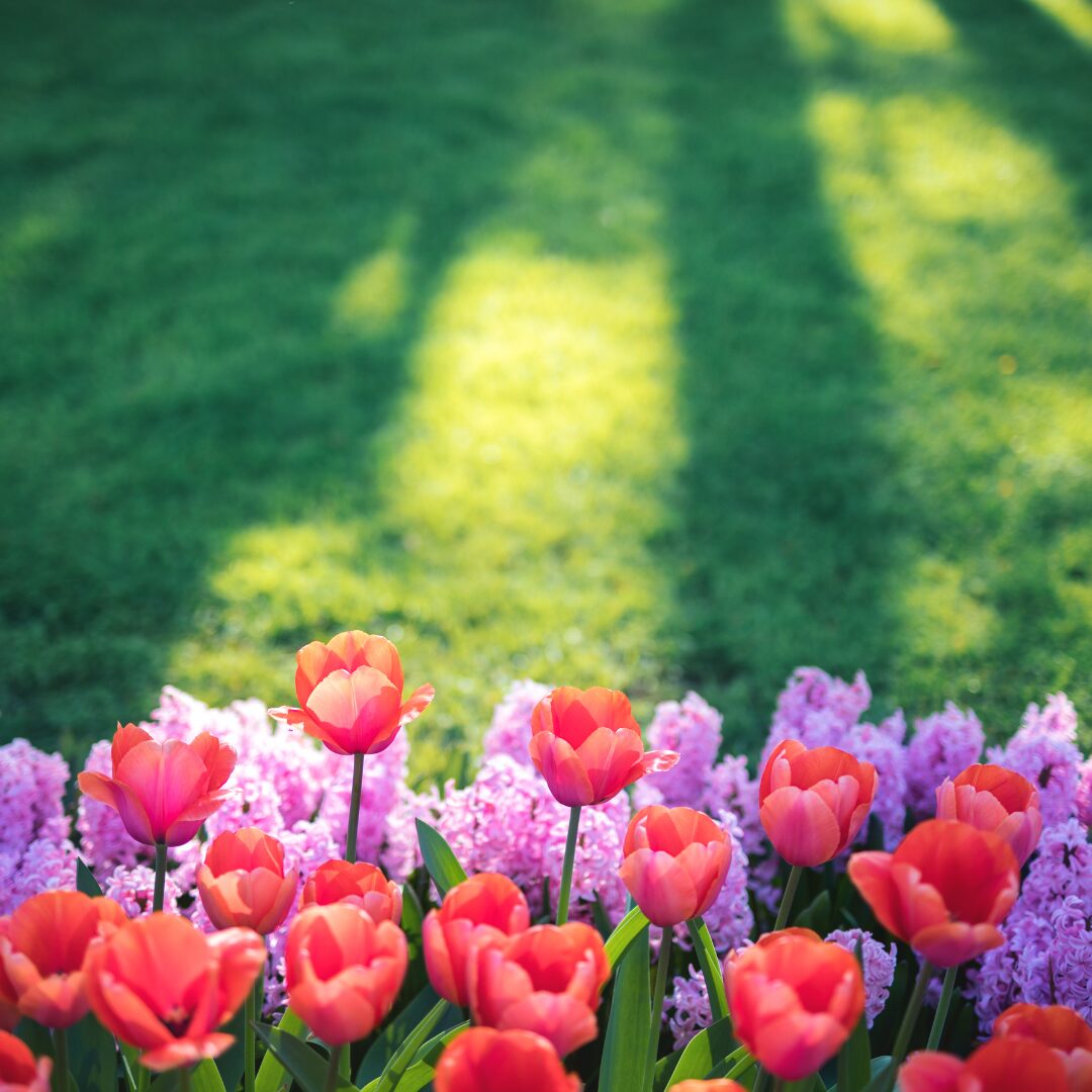 Landscaping team laying fresh sod in a garden