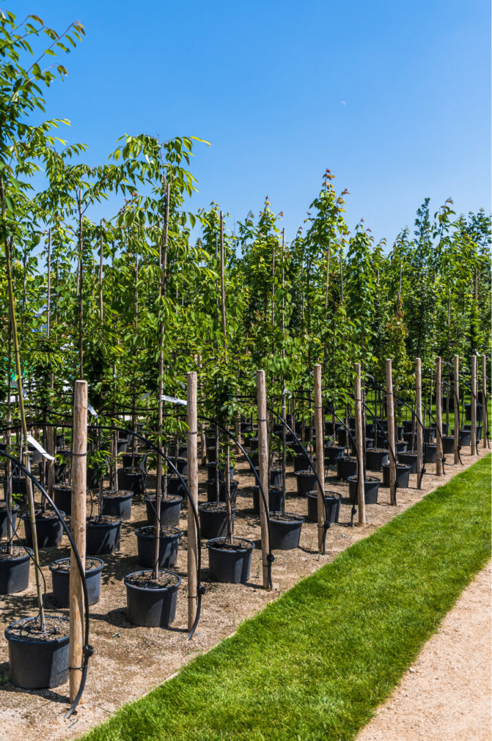 Vibrant green plants in a nursery greenhouse
