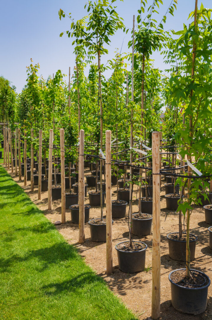 Vibrant green plants in a nursery greenhouse