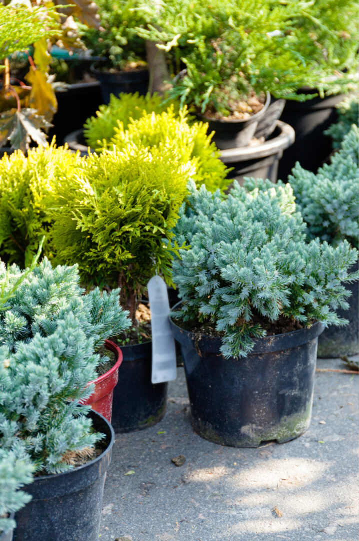 Freshly planted saplings in a wholesale nursery