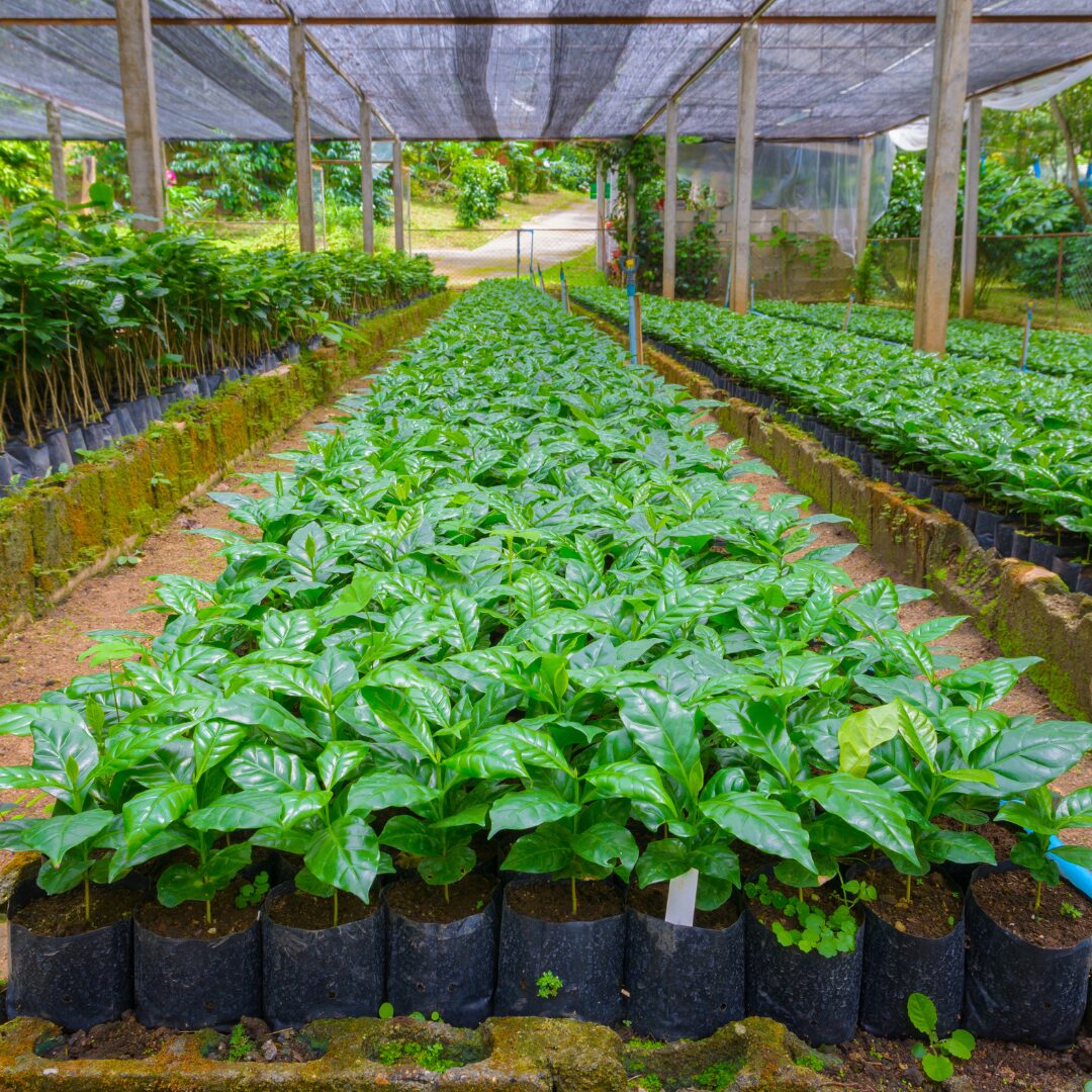 Freshly planted saplings in a wholesale nursery